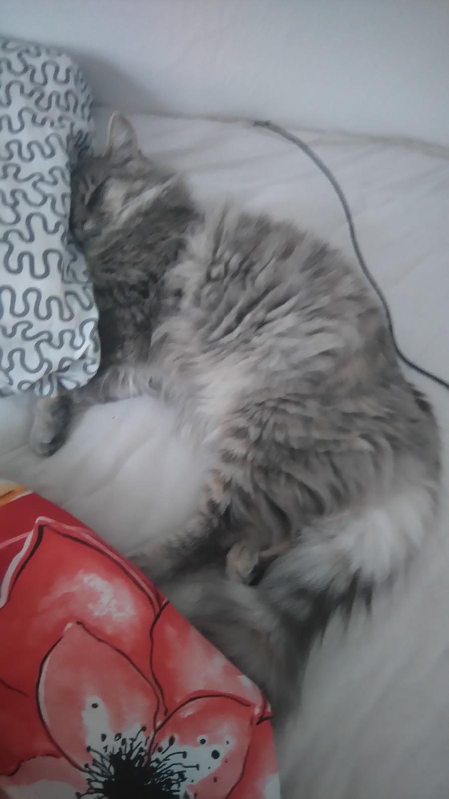 Blanding af racer Pixie  billede 8