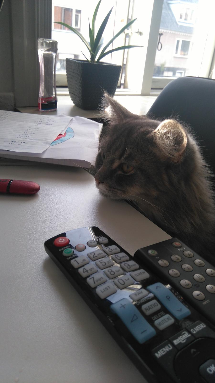 Blanding af racer Pixie  - HMM..det ser godt ud det mor har på bordet billede 14