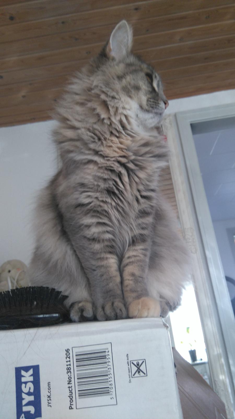 Blanding af racer Pixie  - Nej mor jeg gider ikke du tager billeder af mig billede 15