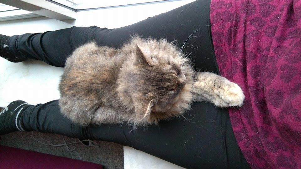 Blanding af racer Pixie  - Mmmm...hygge billede 13