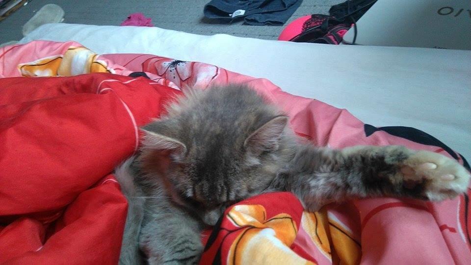 Blanding af racer Pixie  - Orgh jeg ligger bare så godt her billede 16