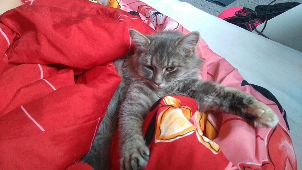 Blanding af racer Pixie  - mor hvad har du gang i. jeg putter lige.. billede 17