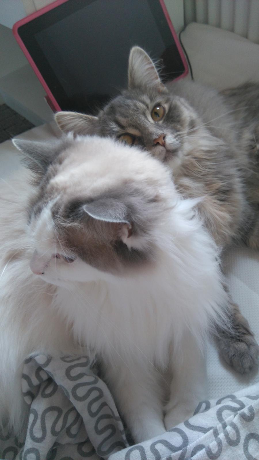 Blanding af racer Pixie  billede 9