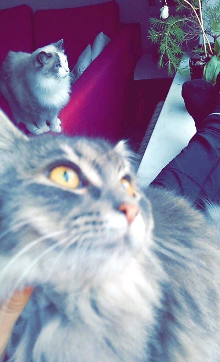 Blanding af racer Pixie  - Hvad laaver du!? billede 12