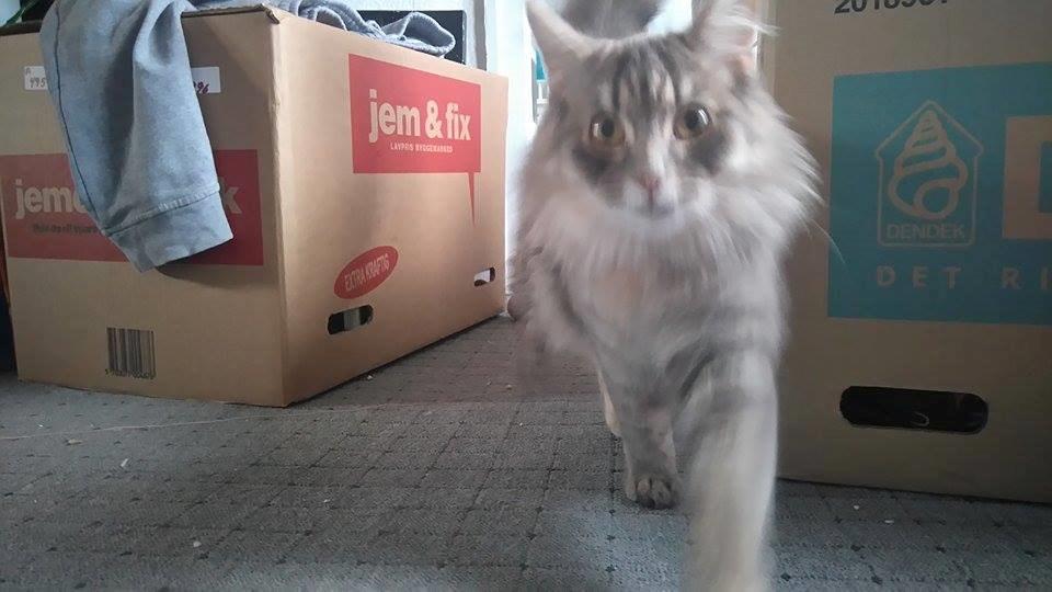 Blanding af racer Pixie  - tager du nu billeer igen mor.? billede 22