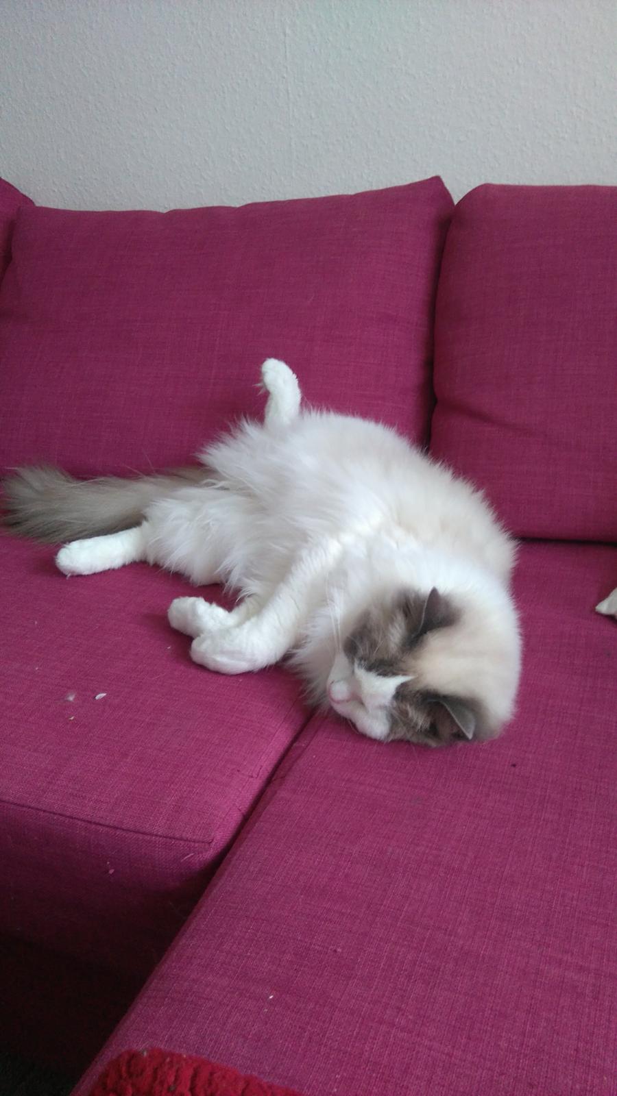 Ragdoll Dk Jaquet Piper Heidsieck billede 24