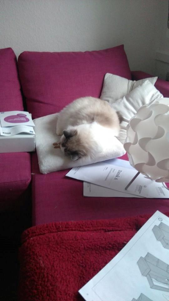 Ragdoll Dk Jaquet Piper Heidsieck - Nå men hvis du ikke vil sætte den op til mig..så ligger jeg bare her... billede 26