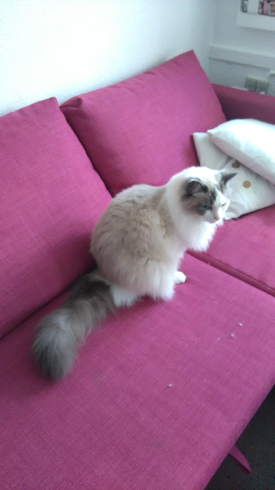 Ragdoll Dk Jaquet Piper Heidsieck billede 23