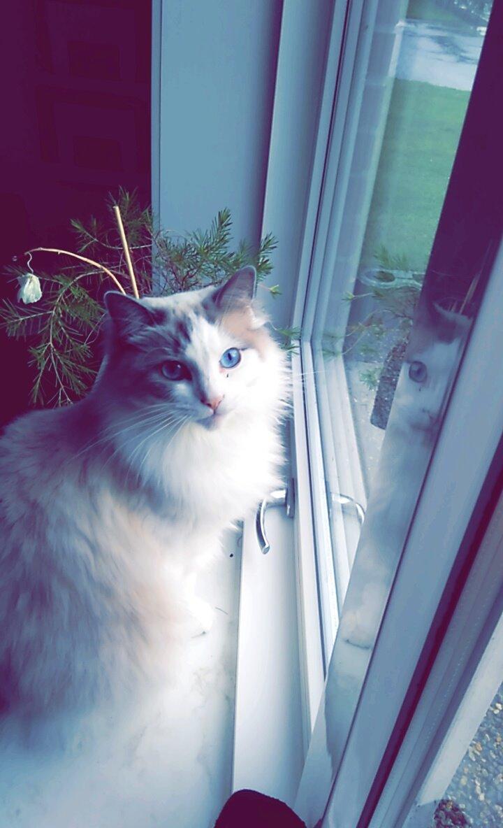 Ragdoll Dk Jaquet Piper Heidsieck - Tager du lige et billede.... nå.. billede 1