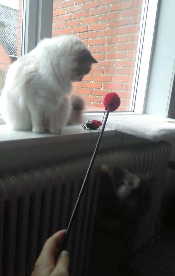 Ragdoll Dk Jaquet Piper Heidsieck - hvad har du gang i ? billede 25