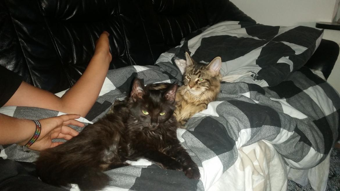 Maine Coon Figaro - Første nat sov knægten på sofaen for at være ved kattene og om morgenen hyggede de sig billede 3