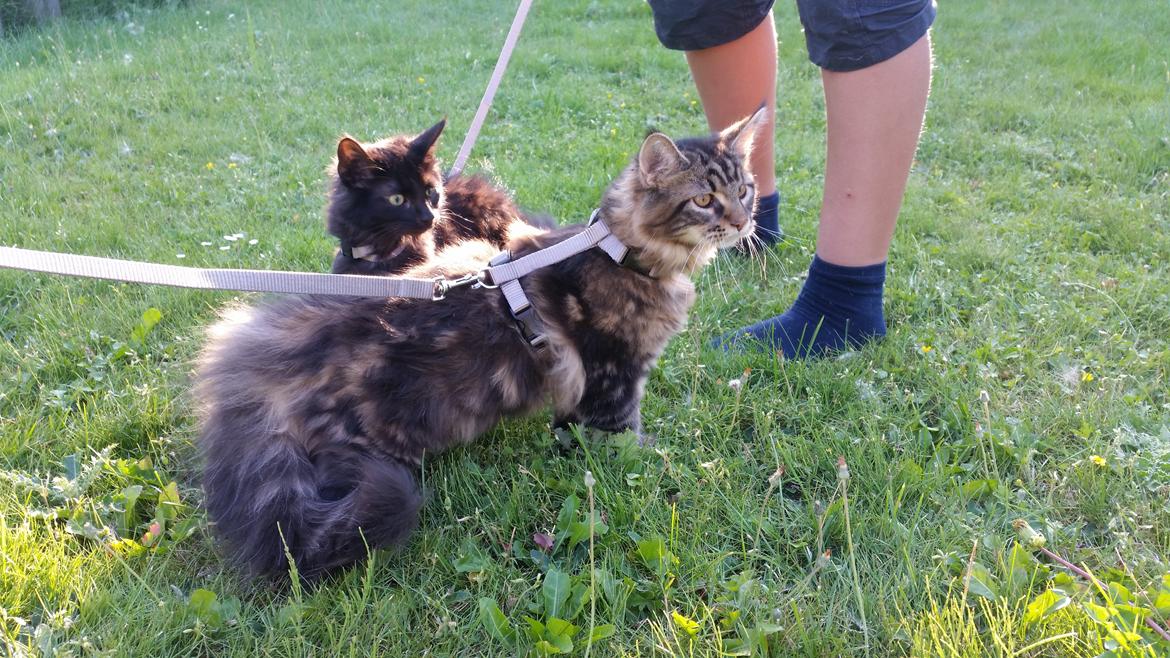 Maine Coon Figaro - Første besøg uden for, den store verden er lidt farlig billede 4