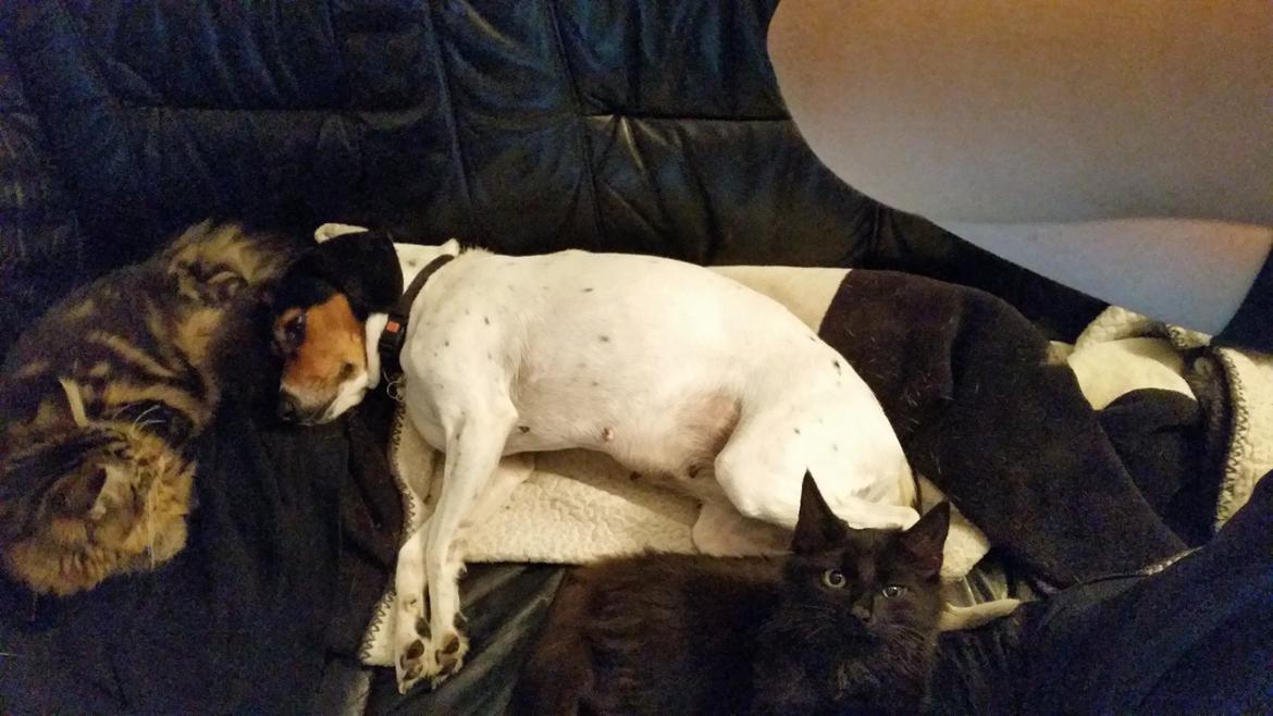 Maine Coon Figaro - Trekløveret har indtaget sofaen billede 8