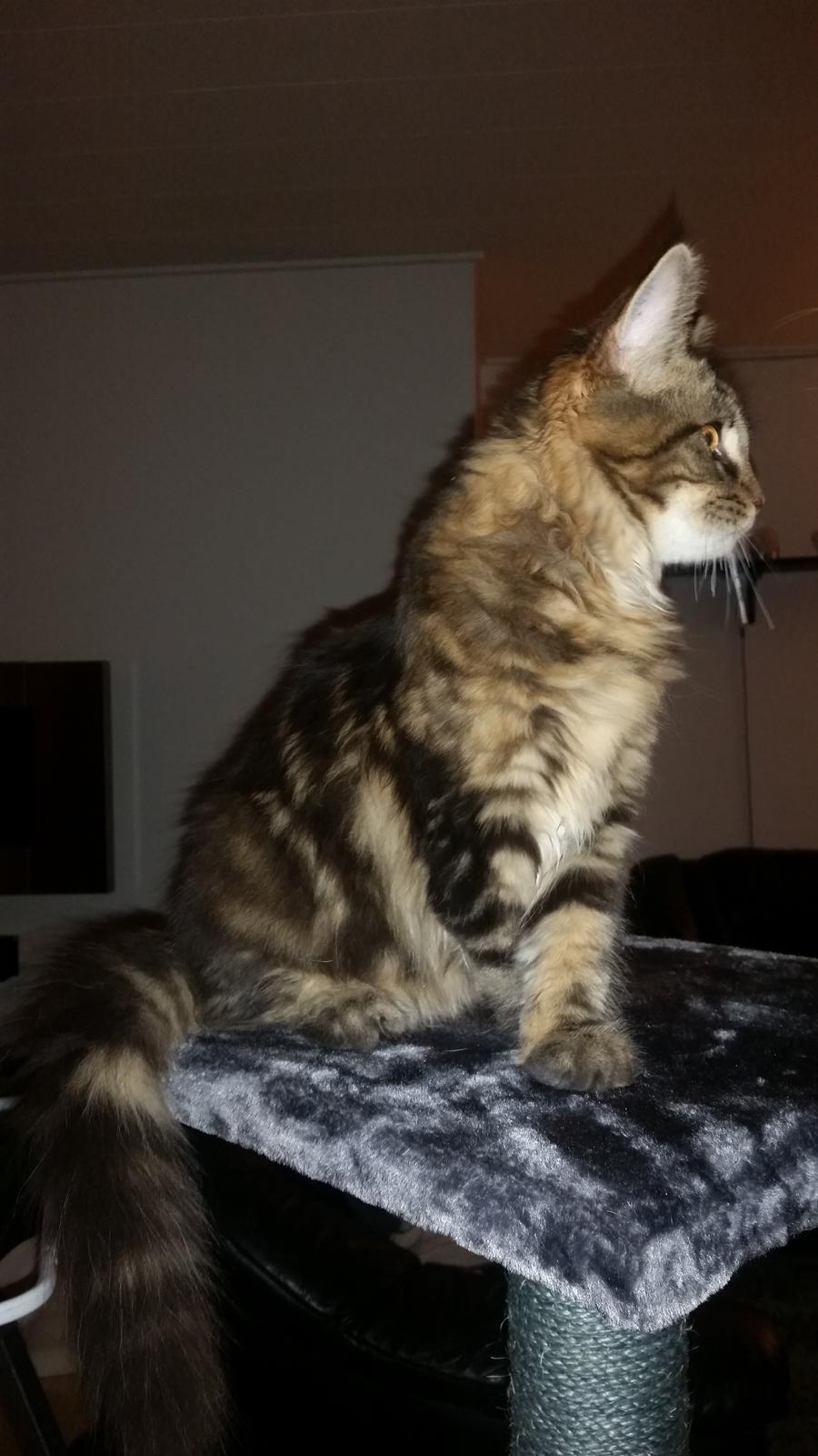 Maine Coon Figaro billede 1