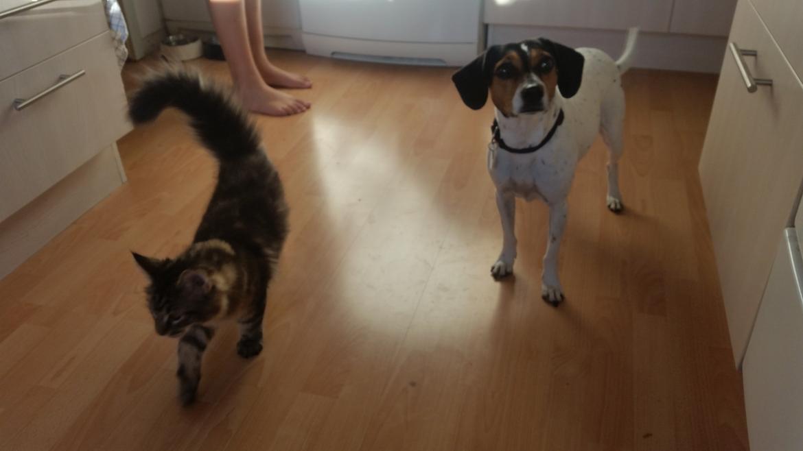 Maine Coon Figaro - 5 måneder og allerede stor i forhold til hunden billede 5