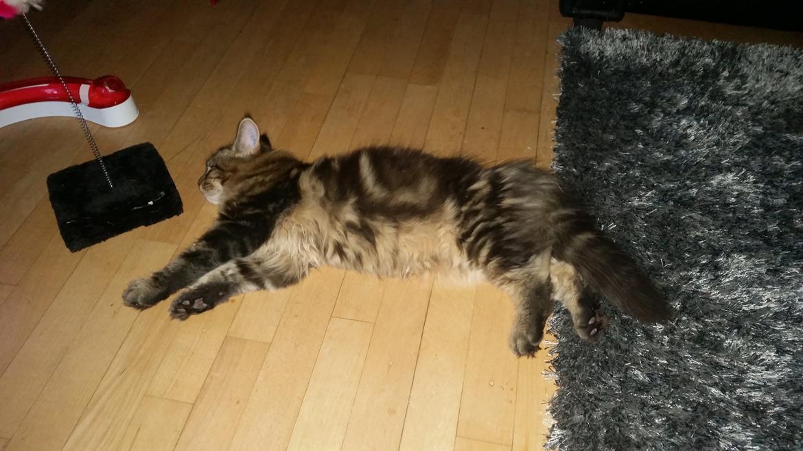 Maine Coon Figaro - Figo er god til at ligge og slænge sig midt på gulvet billede 6