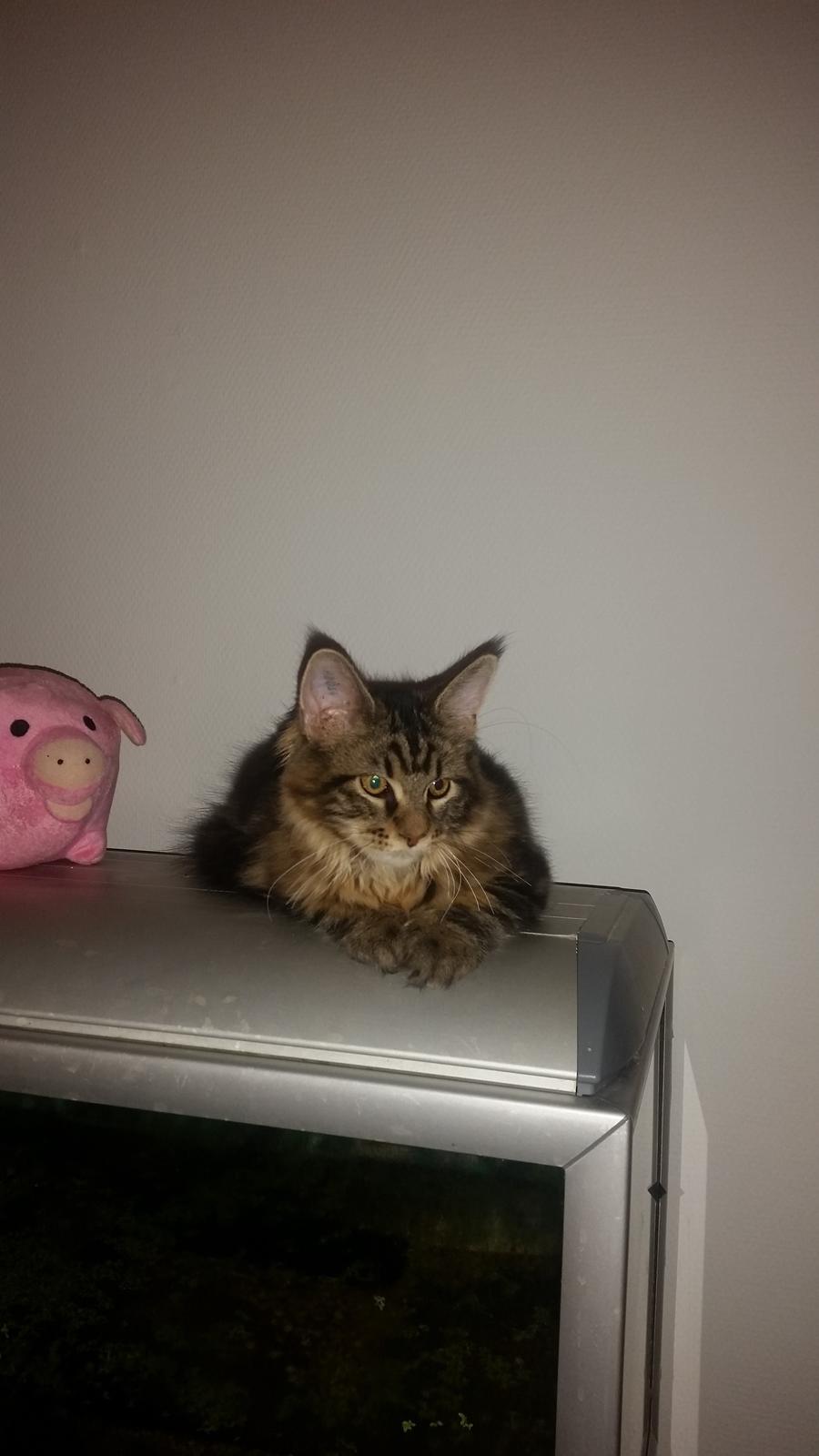 Maine Coon Figaro - Første møde med hunden søgte han skjul på akvariet, så kunne han ligge og kigge ned på hunden billede 2