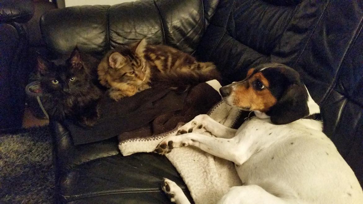 Blanding af racer Morgan - Man indtager gerne sofaen, så må hunden finde ud af om hun vil være der eller ej billede 4