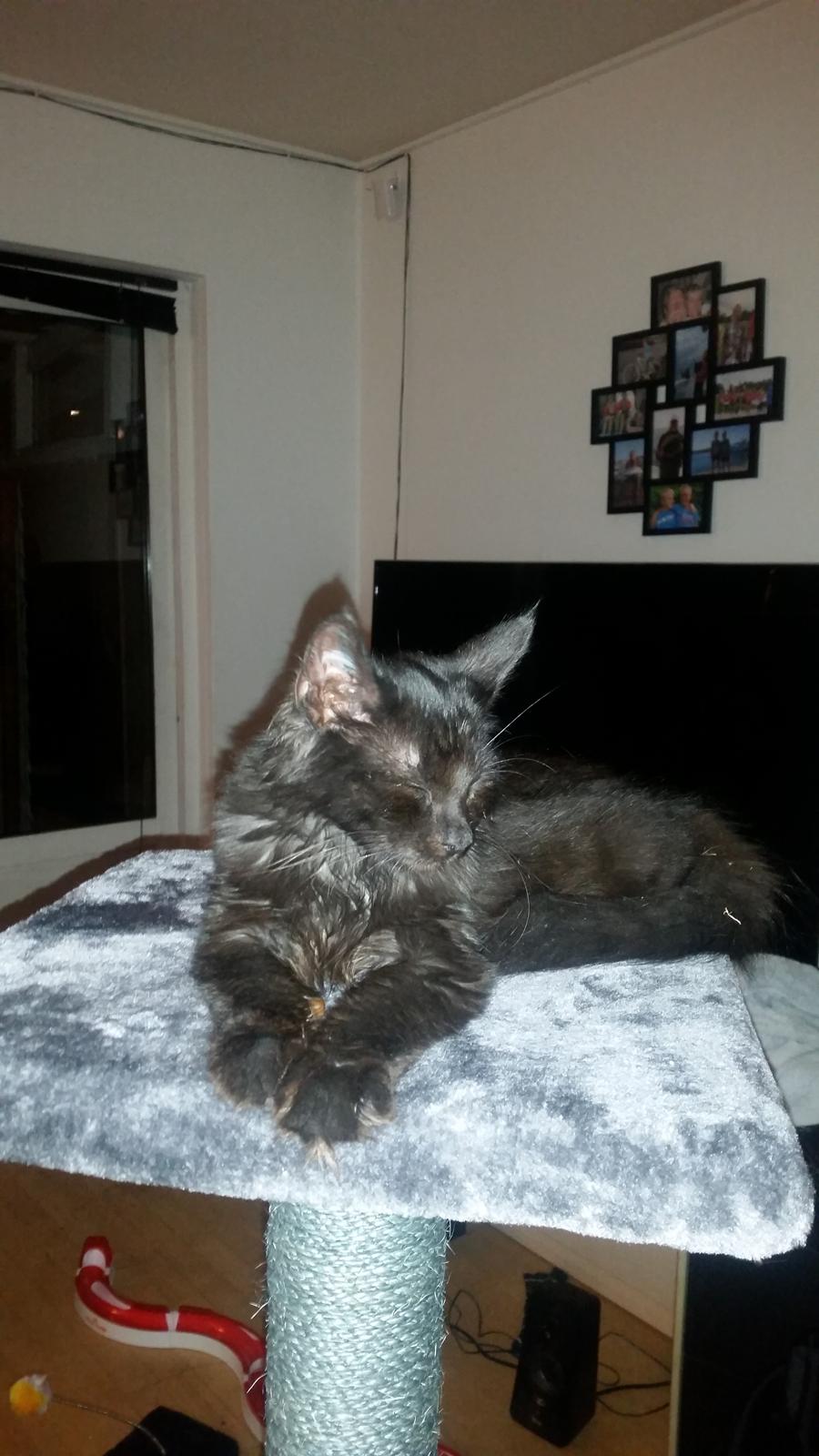 Blanding af racer Morgan - Man er god til en lille lur på toppen af kradsebrættet billede 1