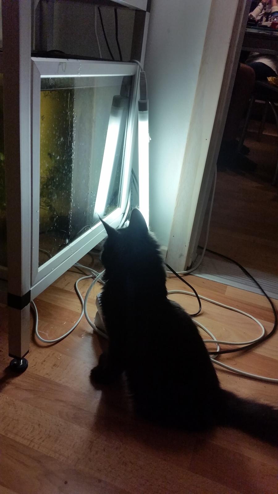 Blanding af racer Morgan - Morgan elsker at kigge på rejer i akvariet billede 8