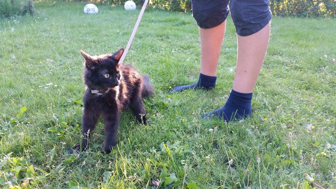 Blanding af racer Morgan - Den der verden uden for huset er altså bare stor og farlig billede 3