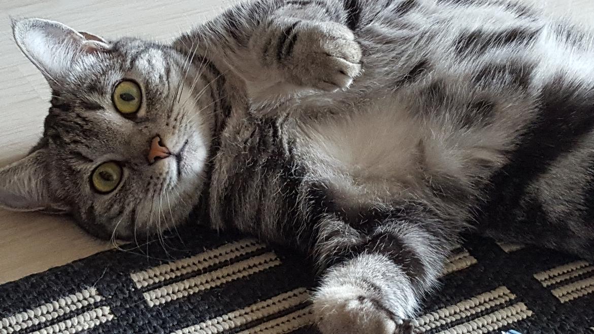 Europé Grevy Lliv  billede 21