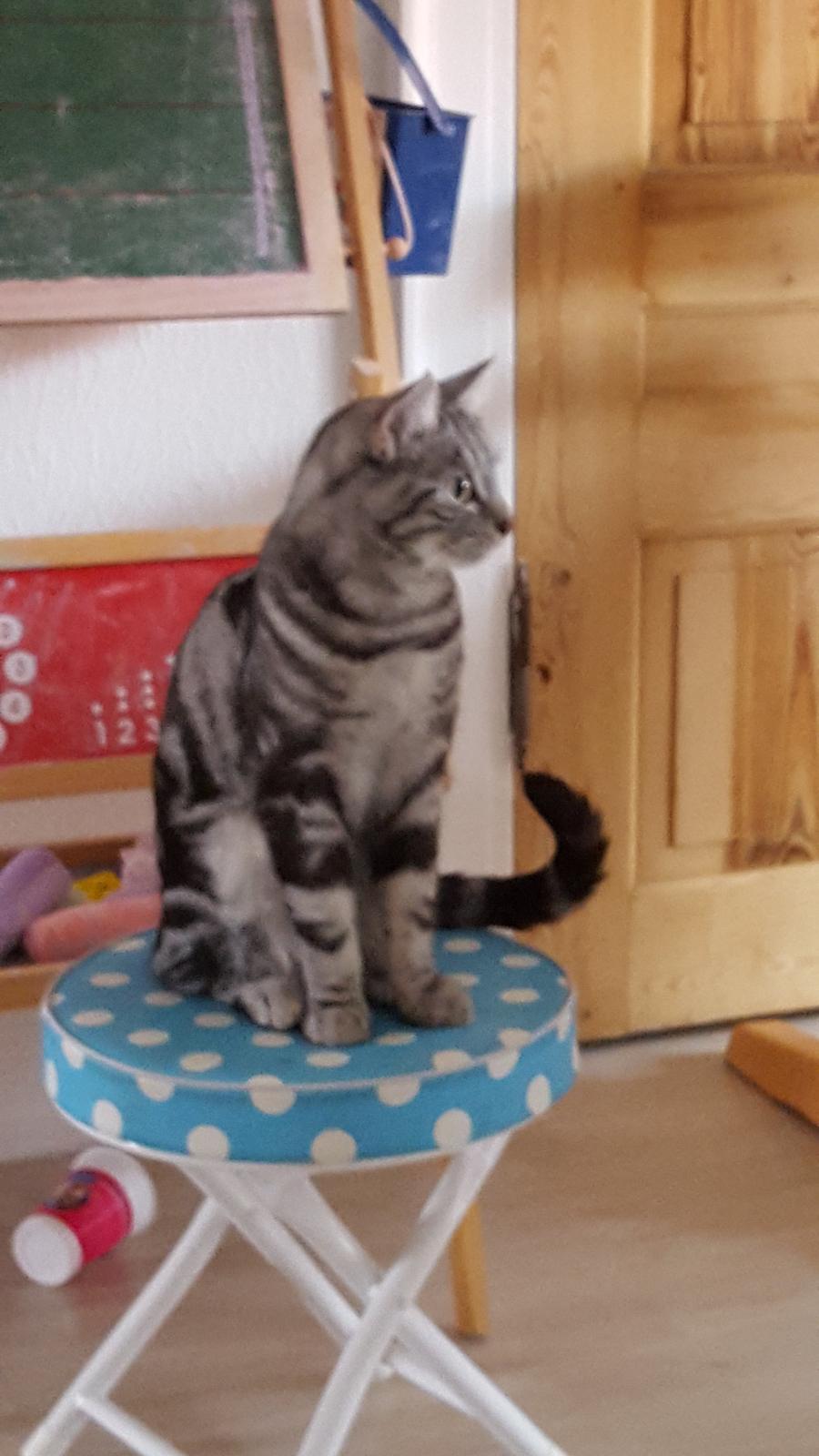 Europé Grevy Lliv  billede 22