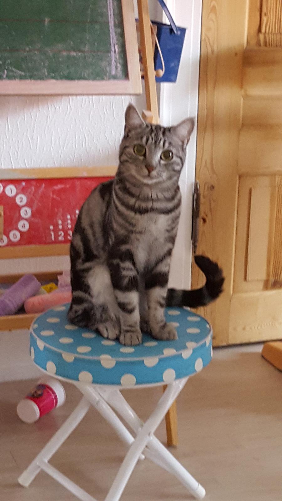 Europé Grevy Lliv  billede 23