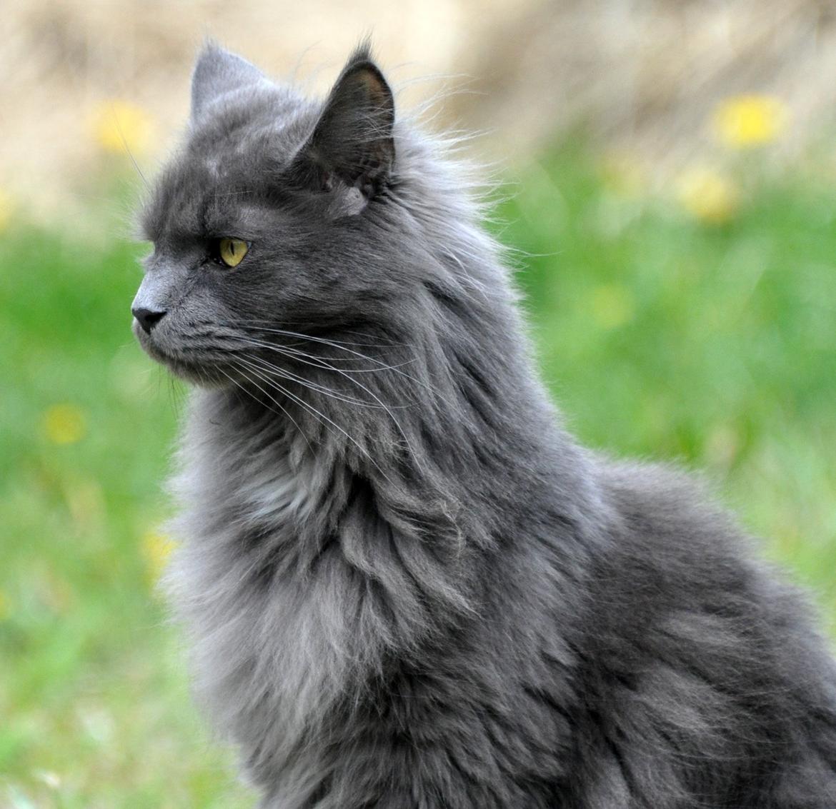 Maine Coon Marcus billede 2