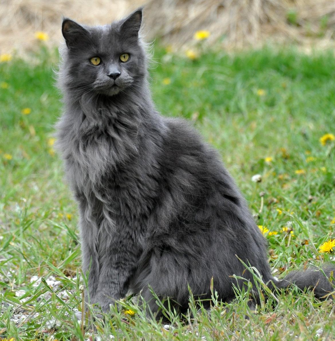Maine Coon Marcus billede 1
