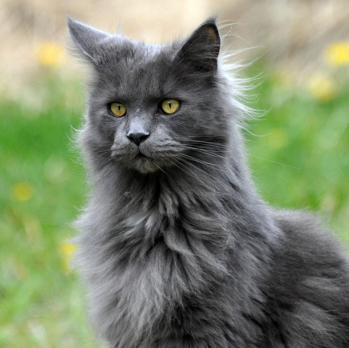 Maine Coon Marcus billede 3
