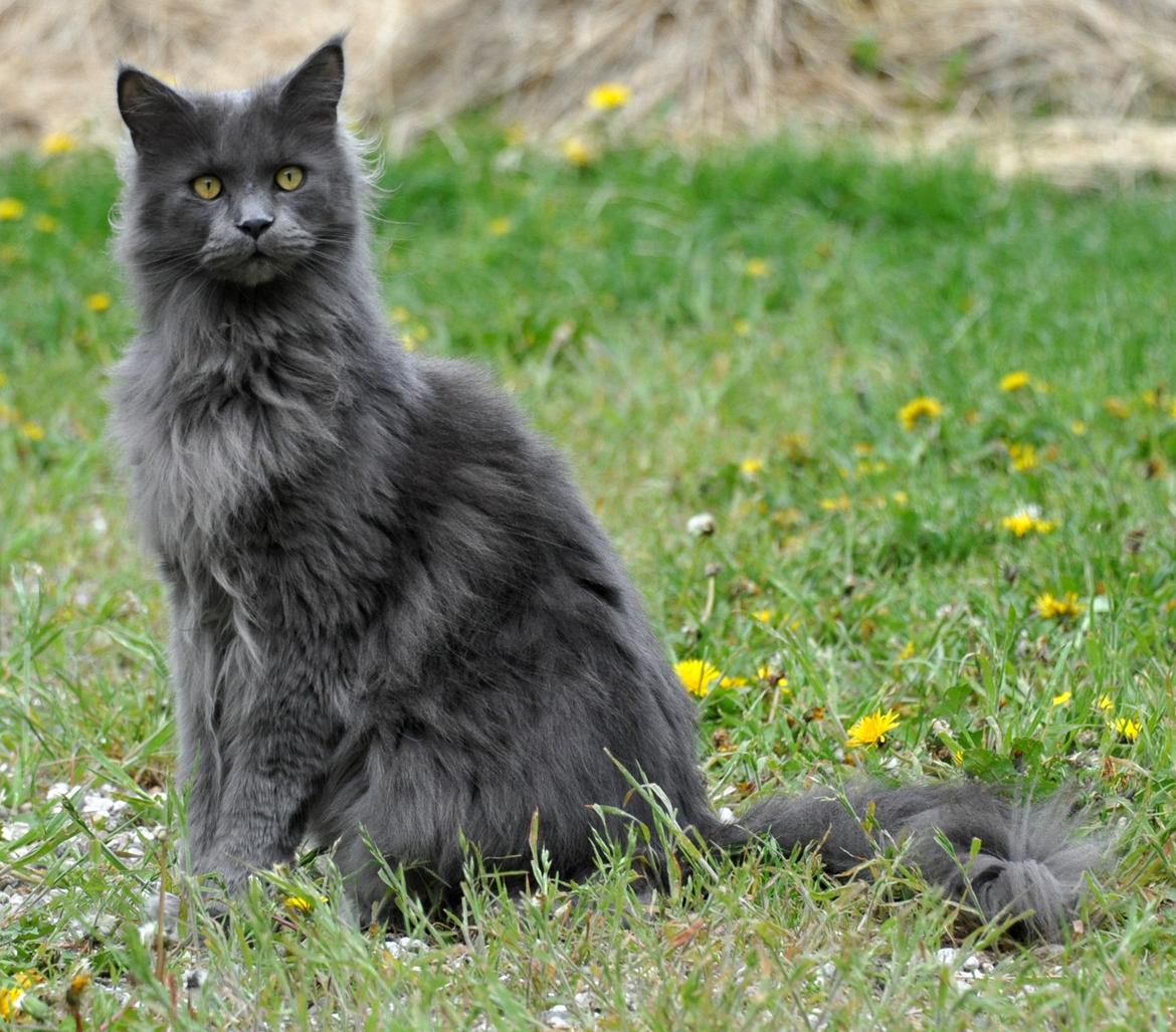 Maine Coon Marcus billede 4