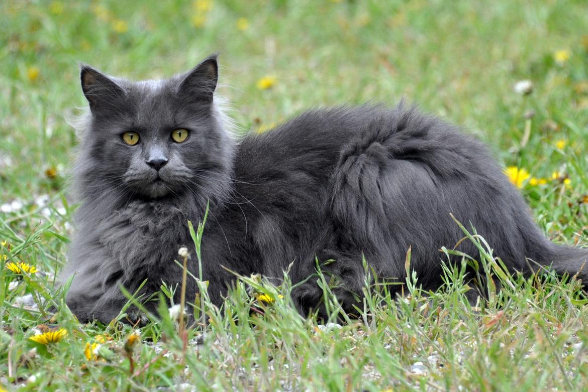 Maine Coon Marcus billede 6