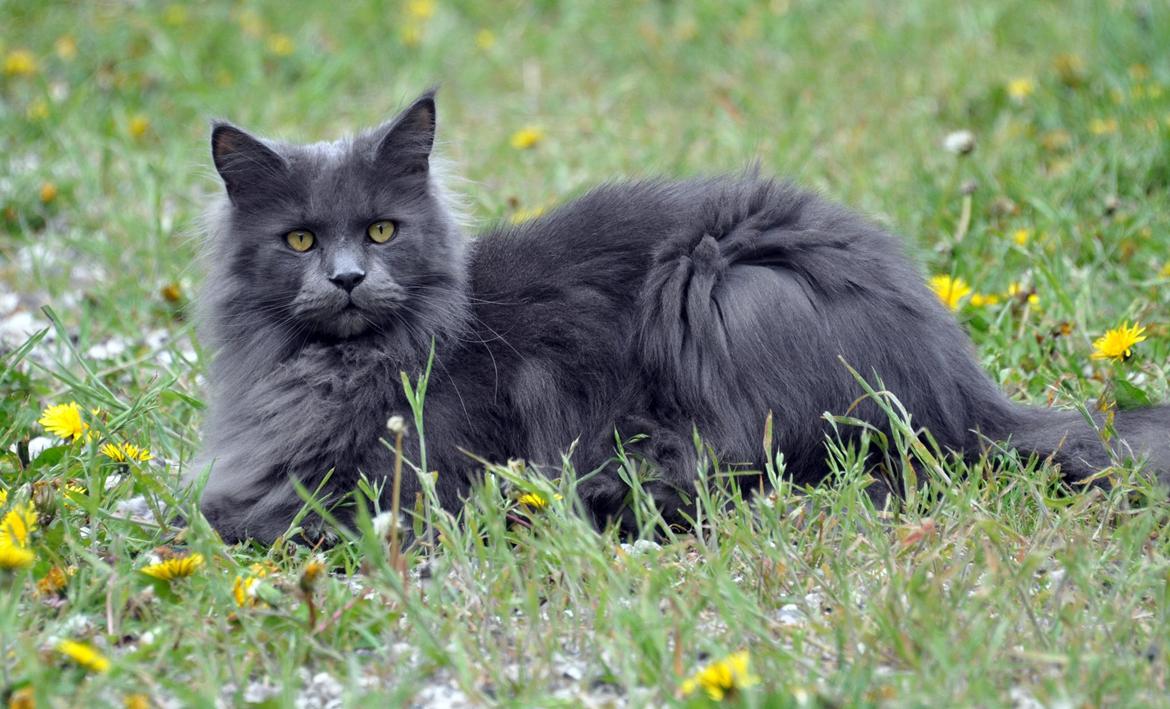 Maine Coon Marcus billede 7