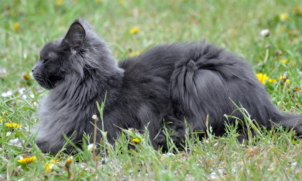 Maine Coon Marcus billede 8