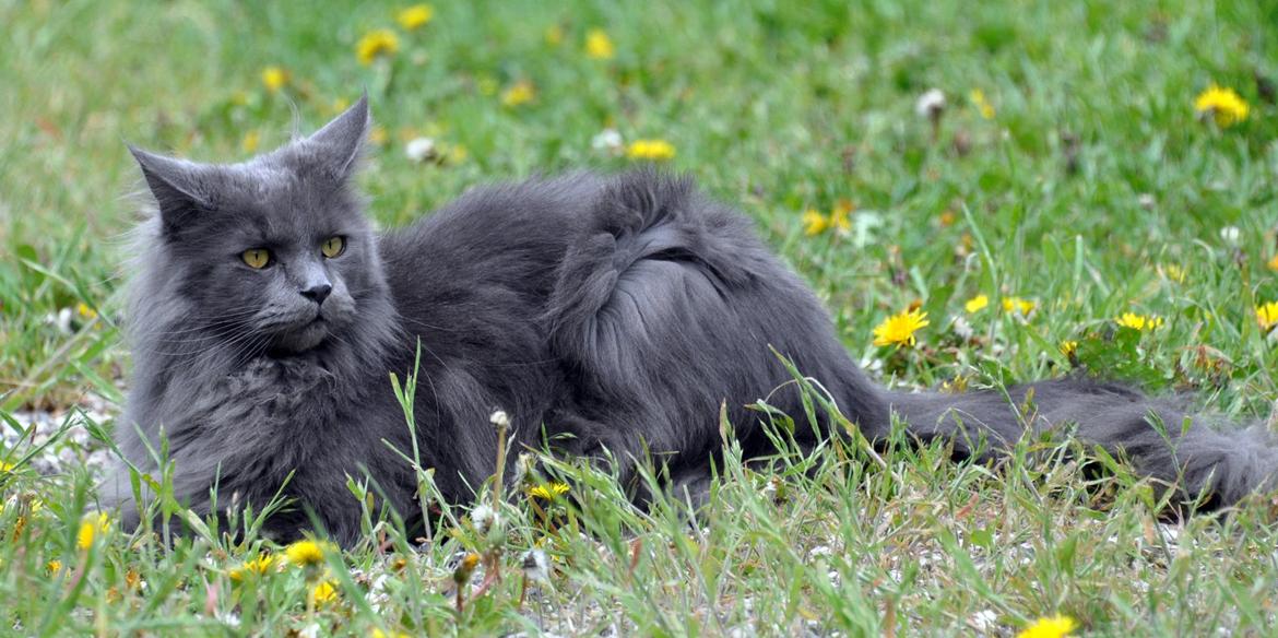 Maine Coon Marcus billede 9