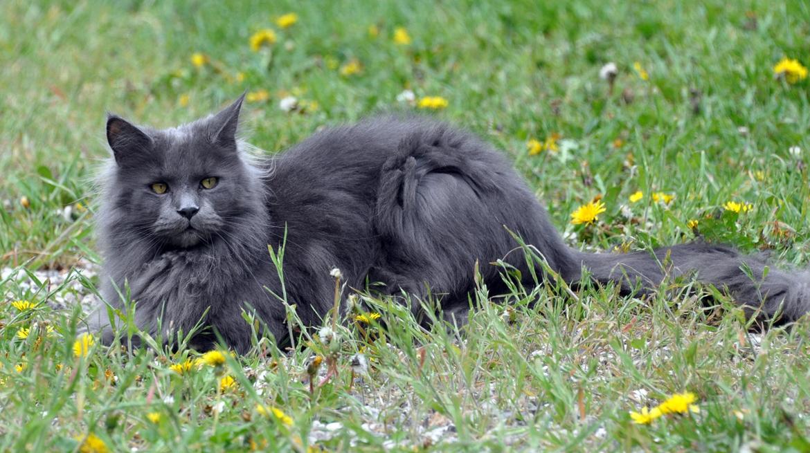 Maine Coon Marcus billede 10