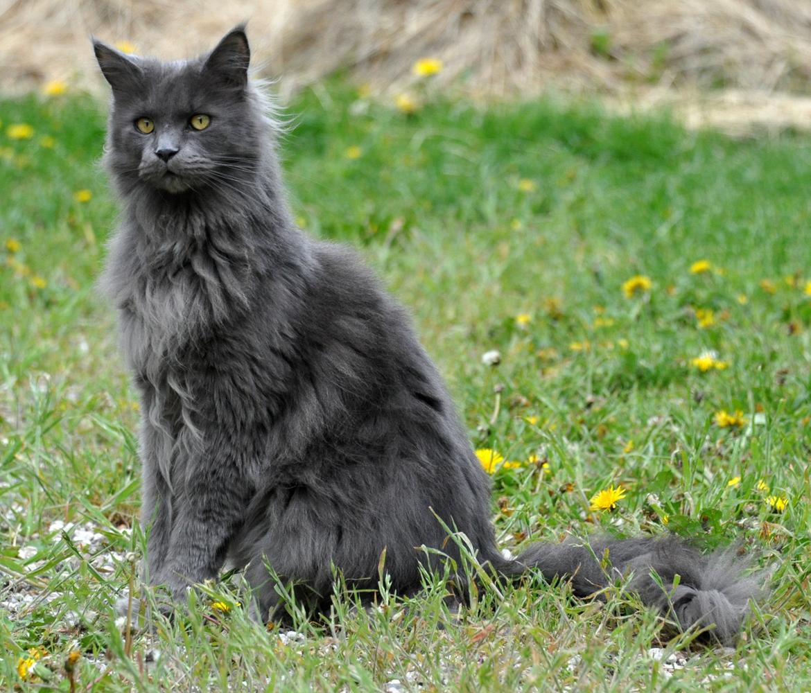 Maine Coon Marcus billede 5