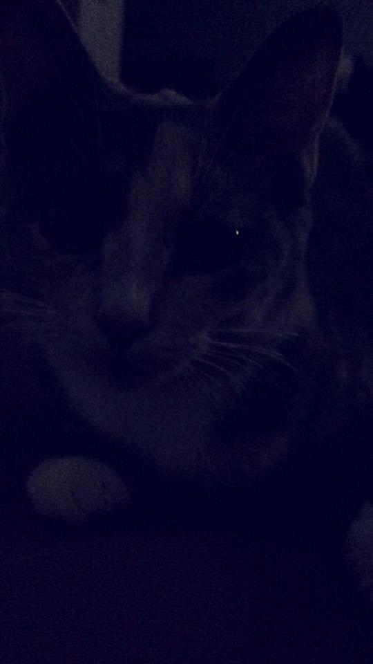 Huskat Missen billede 2