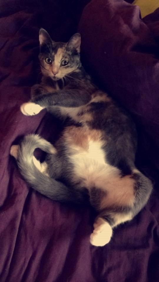 Huskat Missen billede 7