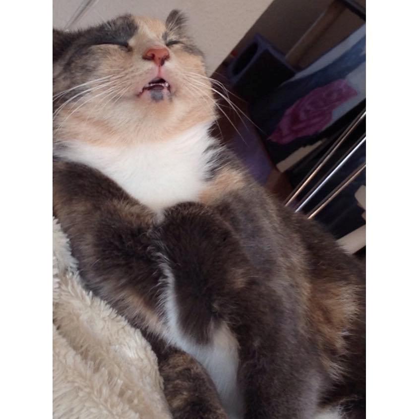 Huskat Missen billede 9