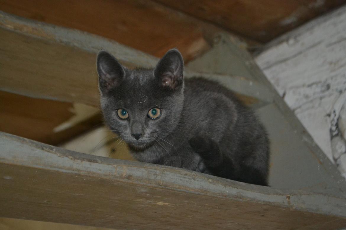 Huskat Nala billede 1