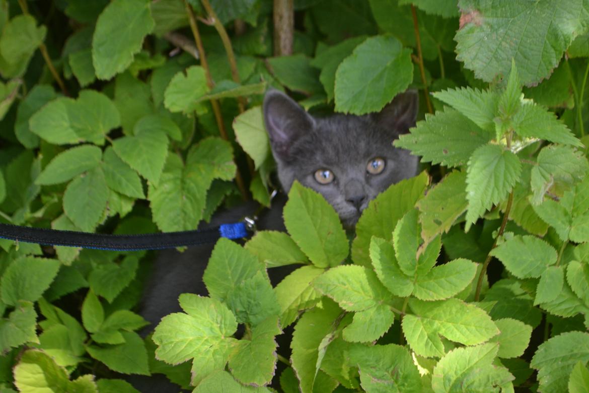 Huskat Nala billede 3