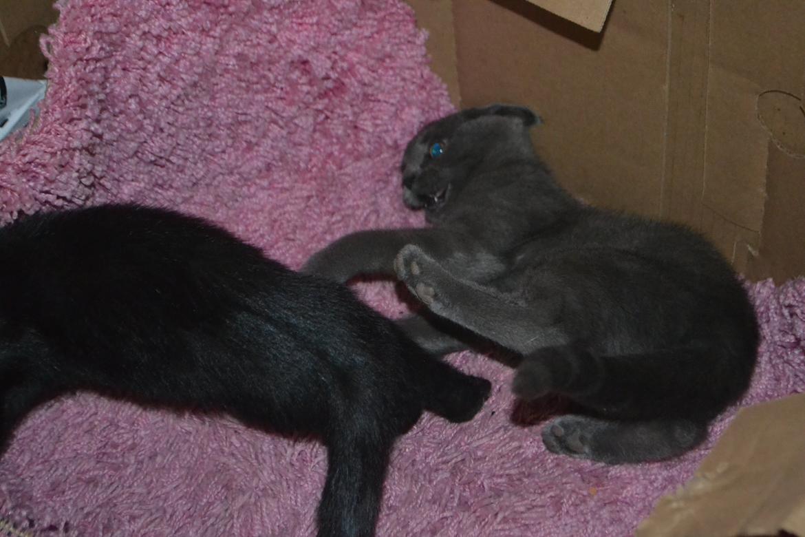 Huskat Nala billede 4