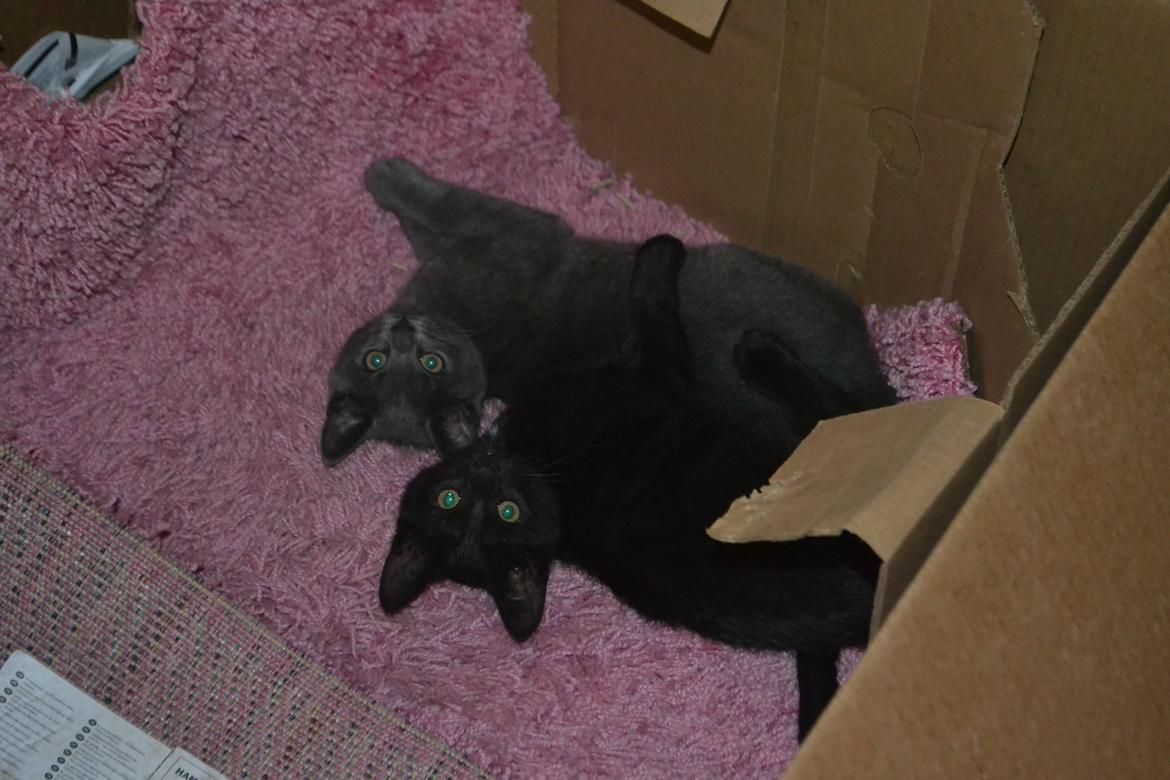 Huskat Nala billede 5