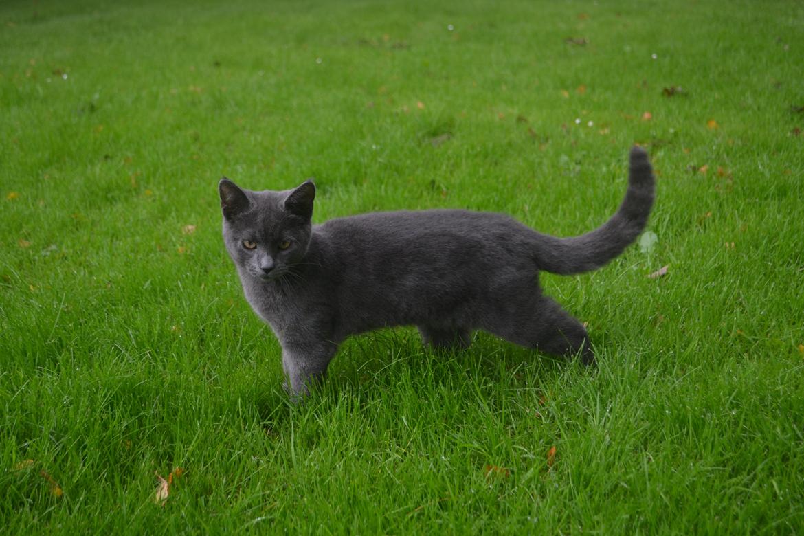 Huskat Nala billede 6