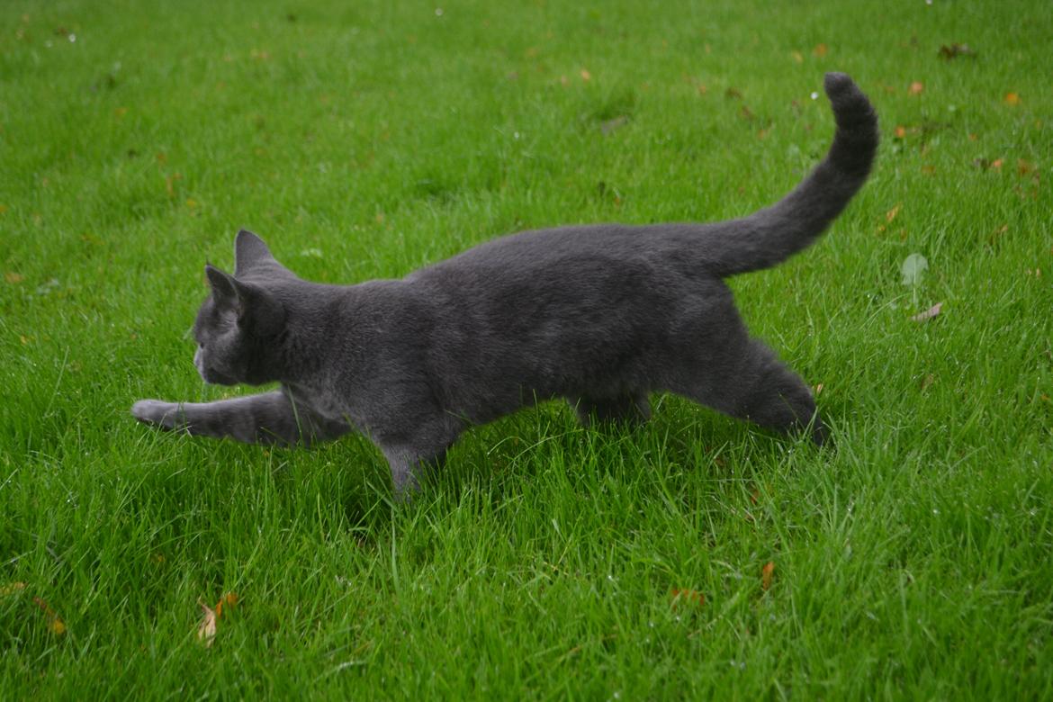 Huskat Nala billede 7