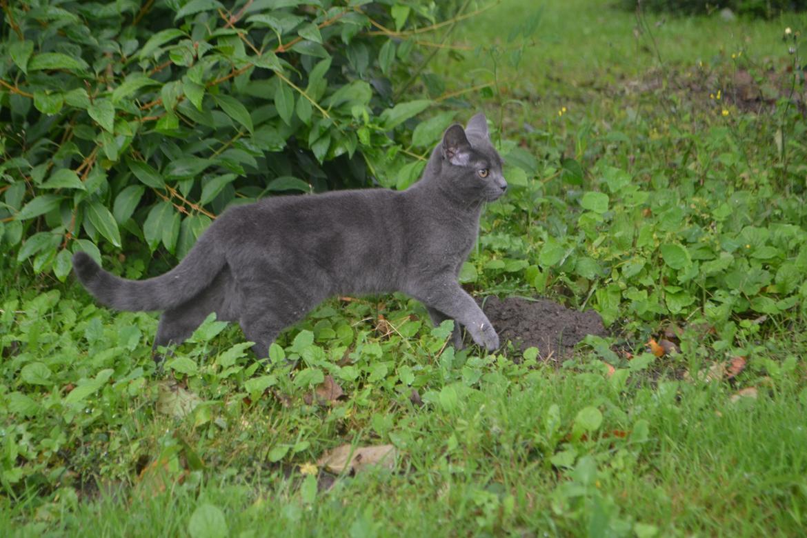 Huskat Nala billede 9