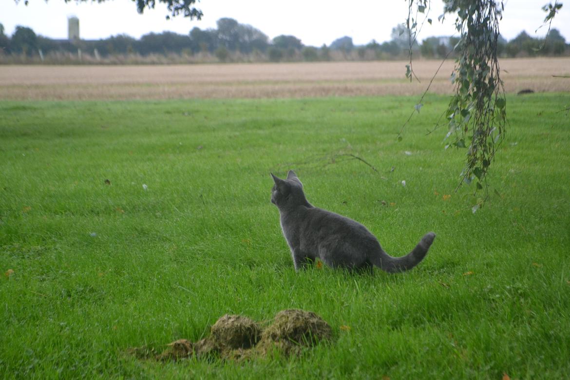 Huskat Nala billede 10