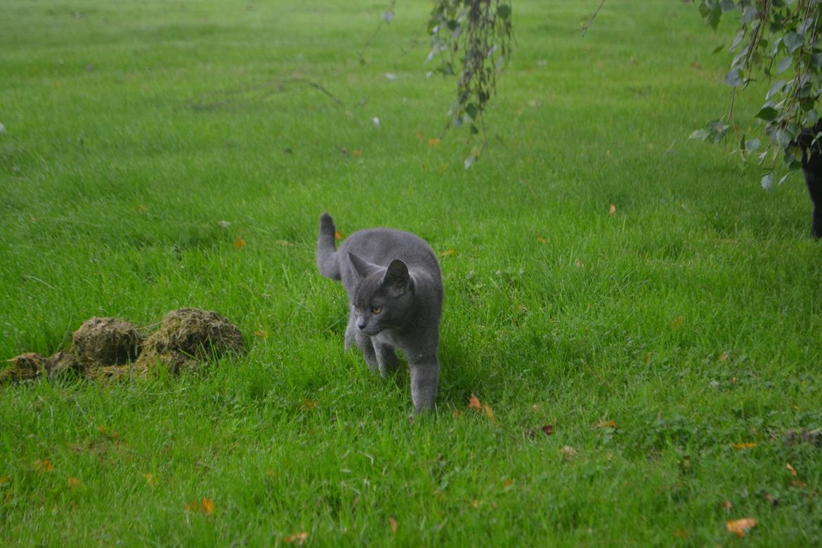 Huskat Nala billede 11